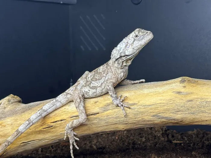 Tatom's Exotic Reptiles (Appointment Required) Picture 3