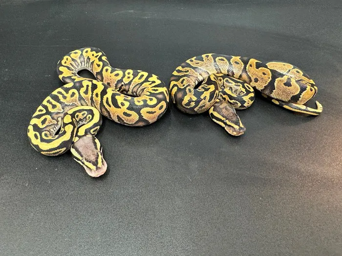 Tatom's Exotic Reptiles (Appointment Required) Picture 2