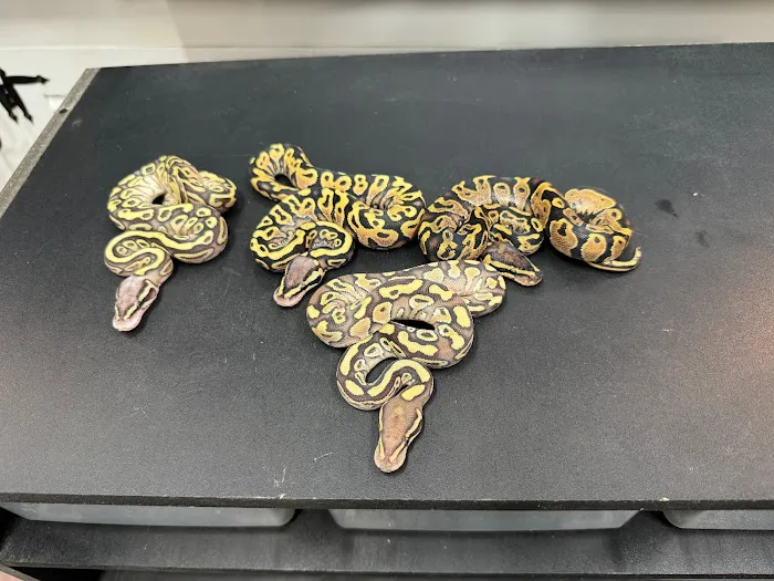 Tatom's Exotic Reptiles (Appointment Required) Picture 5