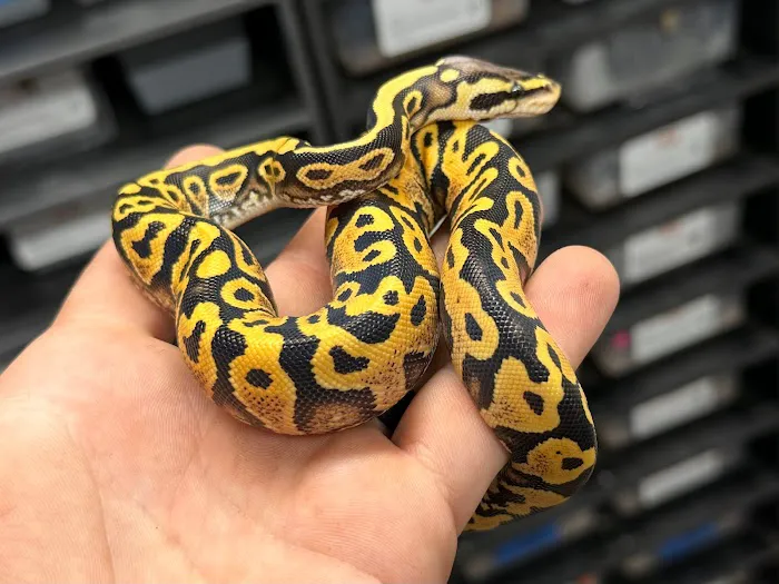 Tatom's Exotic Reptiles (Appointment Required) Picture 10