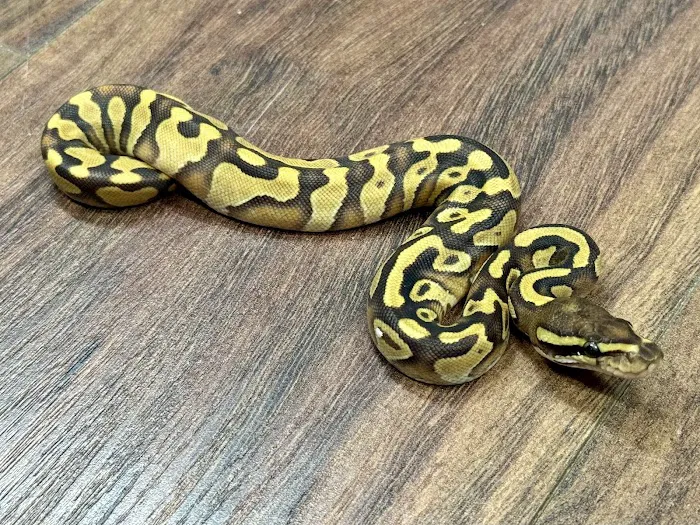 Tatom's Exotic Reptiles (Appointment Required) Picture 9