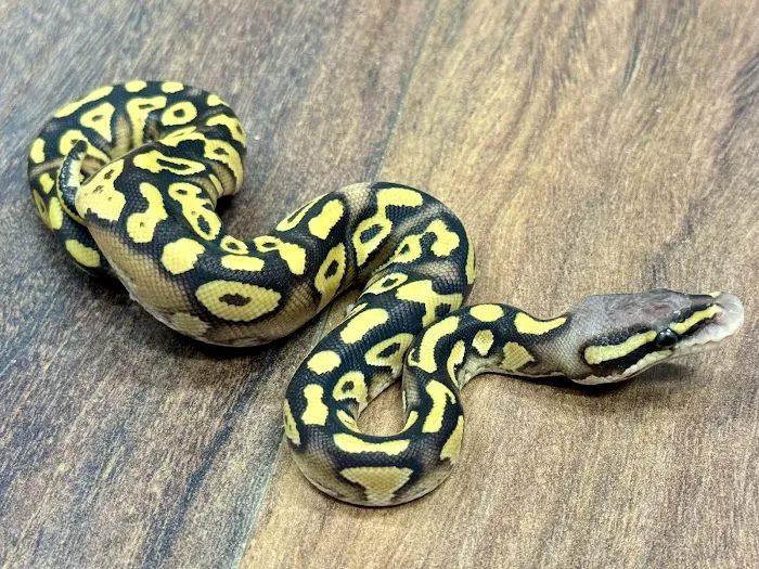 Tatom's Exotic Reptiles (Appointment Required) Picture 8