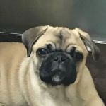 Marine Park Veterinary Group