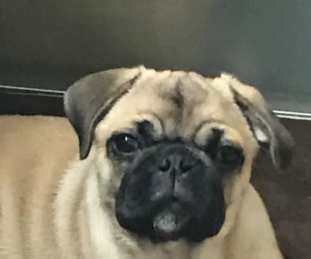 Marine Park Veterinary Group