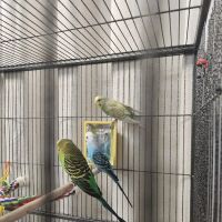 Heather's Feathers ico
