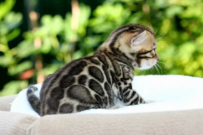 Bengal & Abyssinian Cats & Kittens cattery Picture 3
