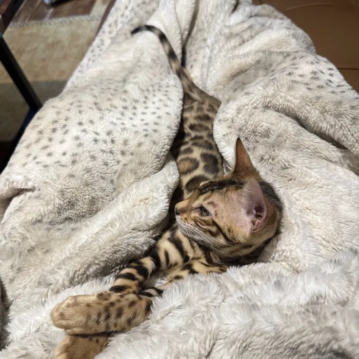 Bengal & Abyssinian Cats & Kittens cattery Picture 1