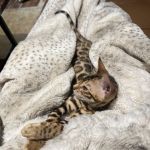Bengal & Abyssinian Cats & Kittens cattery