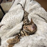 Bengal & Abyssinian Cats & Kittens cattery ico