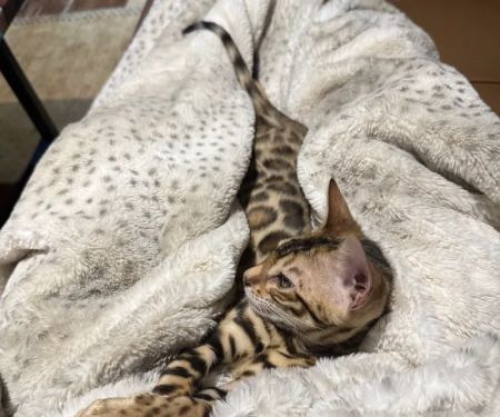 Bengal & Abyssinian Cats & Kittens cattery