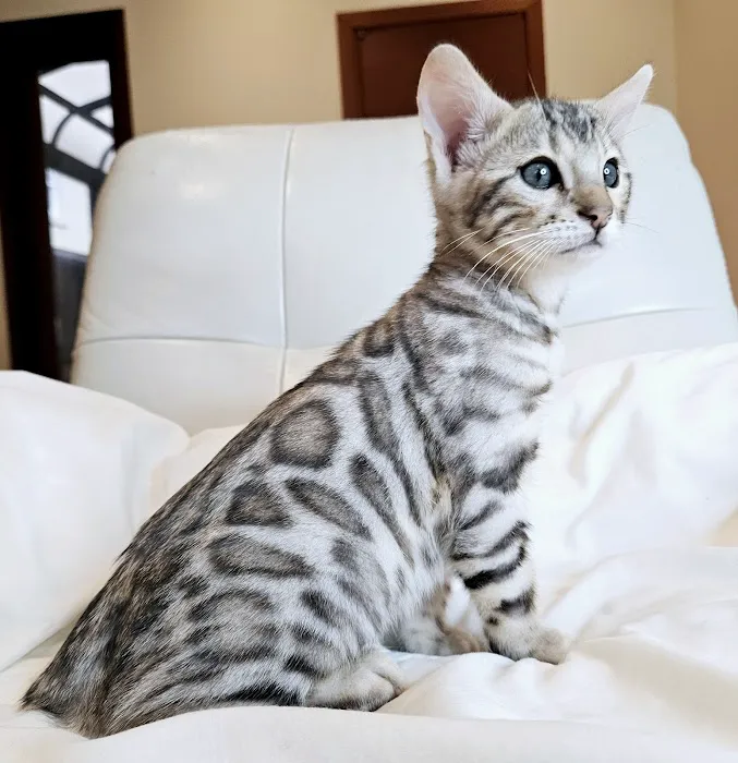 Bengal & Abyssinian Cats & Kittens cattery Picture 2