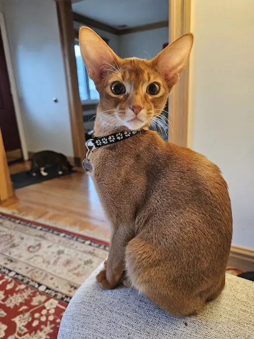 Bengal & Abyssinian Cats & Kittens cattery Picture 5
