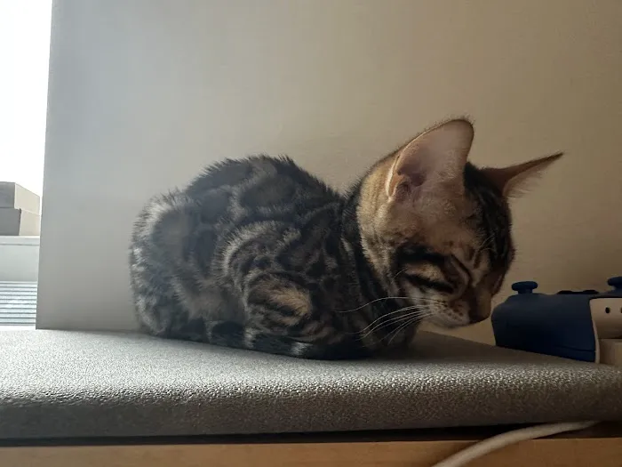 Bengal & Abyssinian Cats & Kittens cattery Picture 4