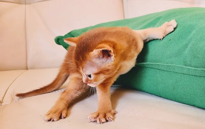 Bengal & Abyssinian Cats & Kittens cattery Picture 9