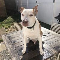 Animal Hospital of Brooklyn ico