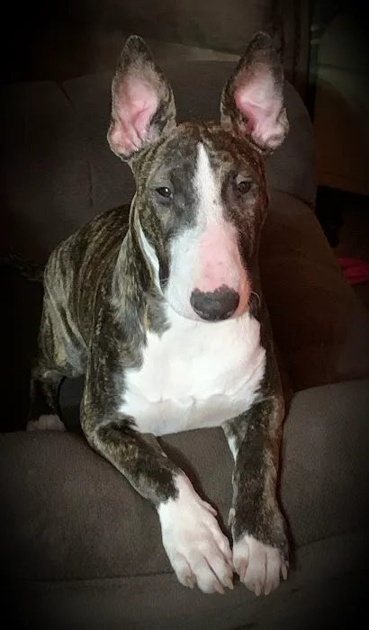 Animal Hospital of Brooklyn Picture 7