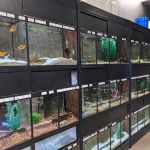 Glass Aquatics