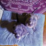 Vetco Vaccination Clinic