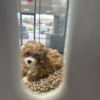 Pettito Arlington ico