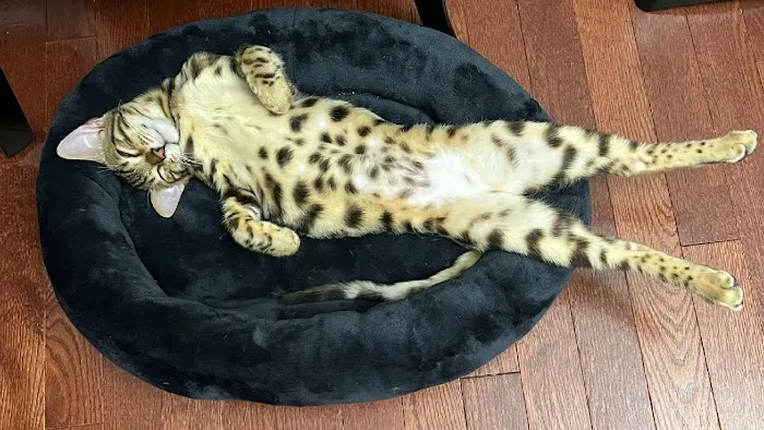 Brooklyn Bengals Picture 1