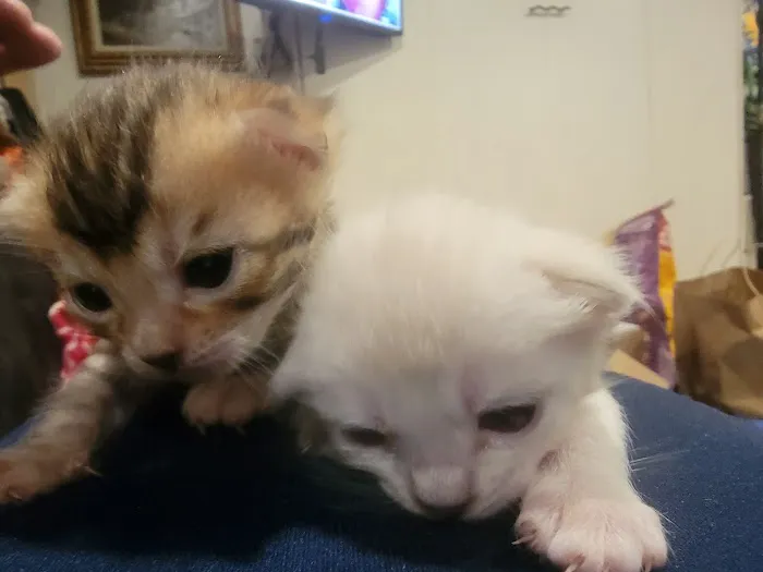 Brooklyn Bengals Picture 4