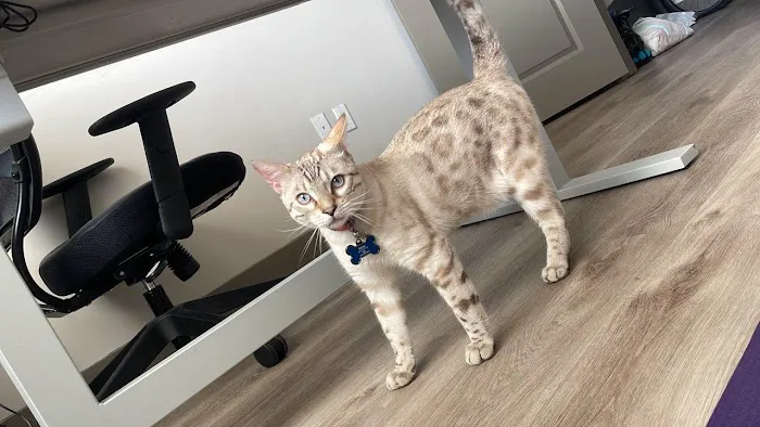 Brooklyn Bengals Picture 5