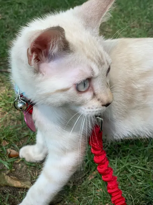 Brooklyn Bengals Picture 6