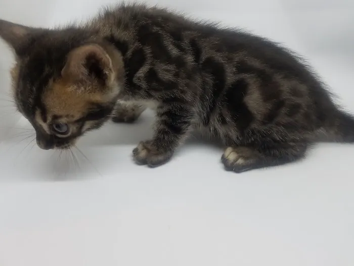Brooklyn Bengals Picture 10