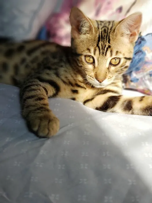 Brooklyn Bengals Picture 9