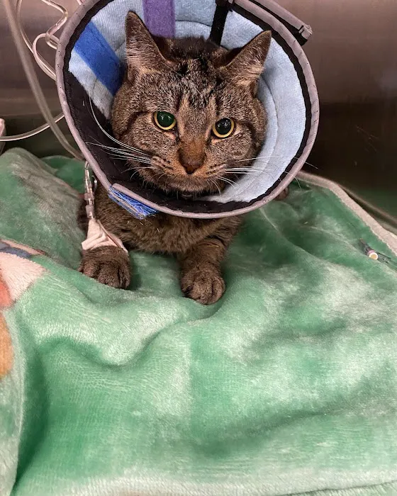 BluePearl Pet Hospital Picture 1