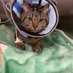 BluePearl Pet Hospital
