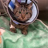 BluePearl Pet Hospital ico