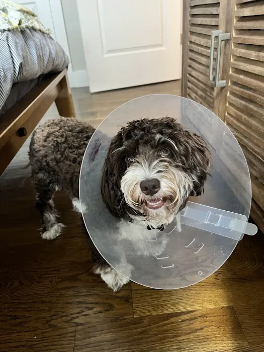 BluePearl Pet Hospital Picture 3
