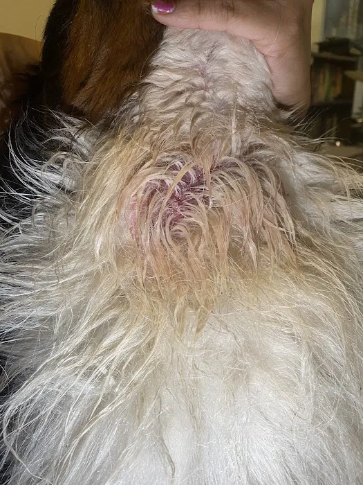BluePearl Pet Hospital Picture 7