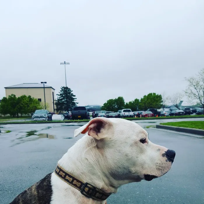 Prospect Heights Animal Hospital Picture 1