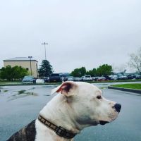Prospect Heights Animal Hospital ico