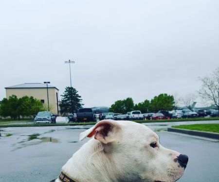 Prospect Heights Animal Hospital
