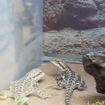 Petco