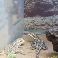 Petco ico