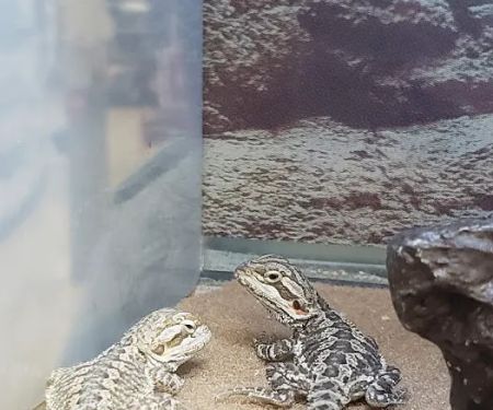 Petco