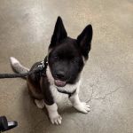 Banfield Pet Hospital