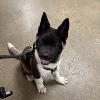 Banfield Pet Hospital ico