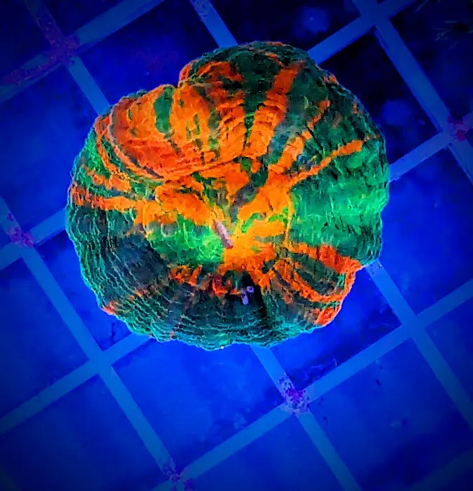 Infinity Corals Picture 2