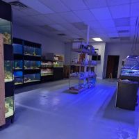 Infinity Corals ico