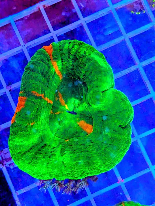 Infinity Corals Picture 5