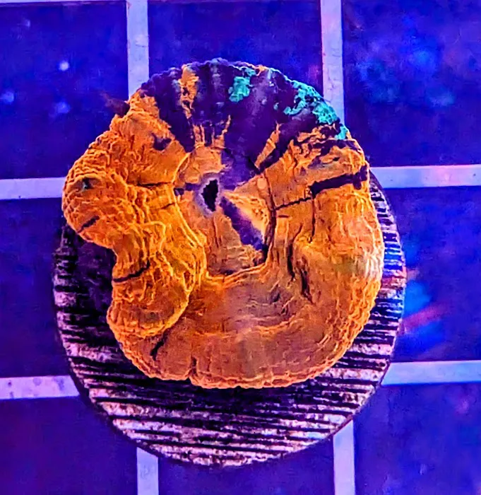 Infinity Corals Picture 3
