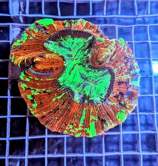 Infinity Corals Picture 4