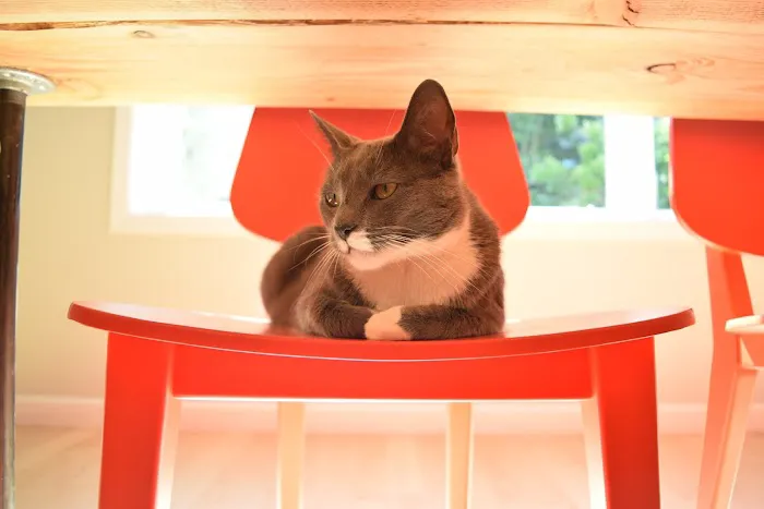 Heights and Hill Veterinary Hospital Picture 3