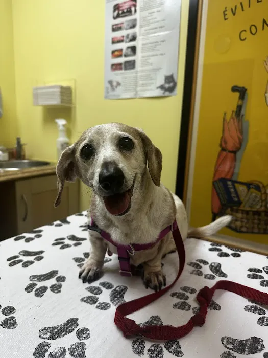 One Love Animal Hospital Picture 4