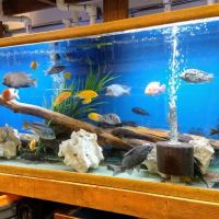 Texas Aquatics ico